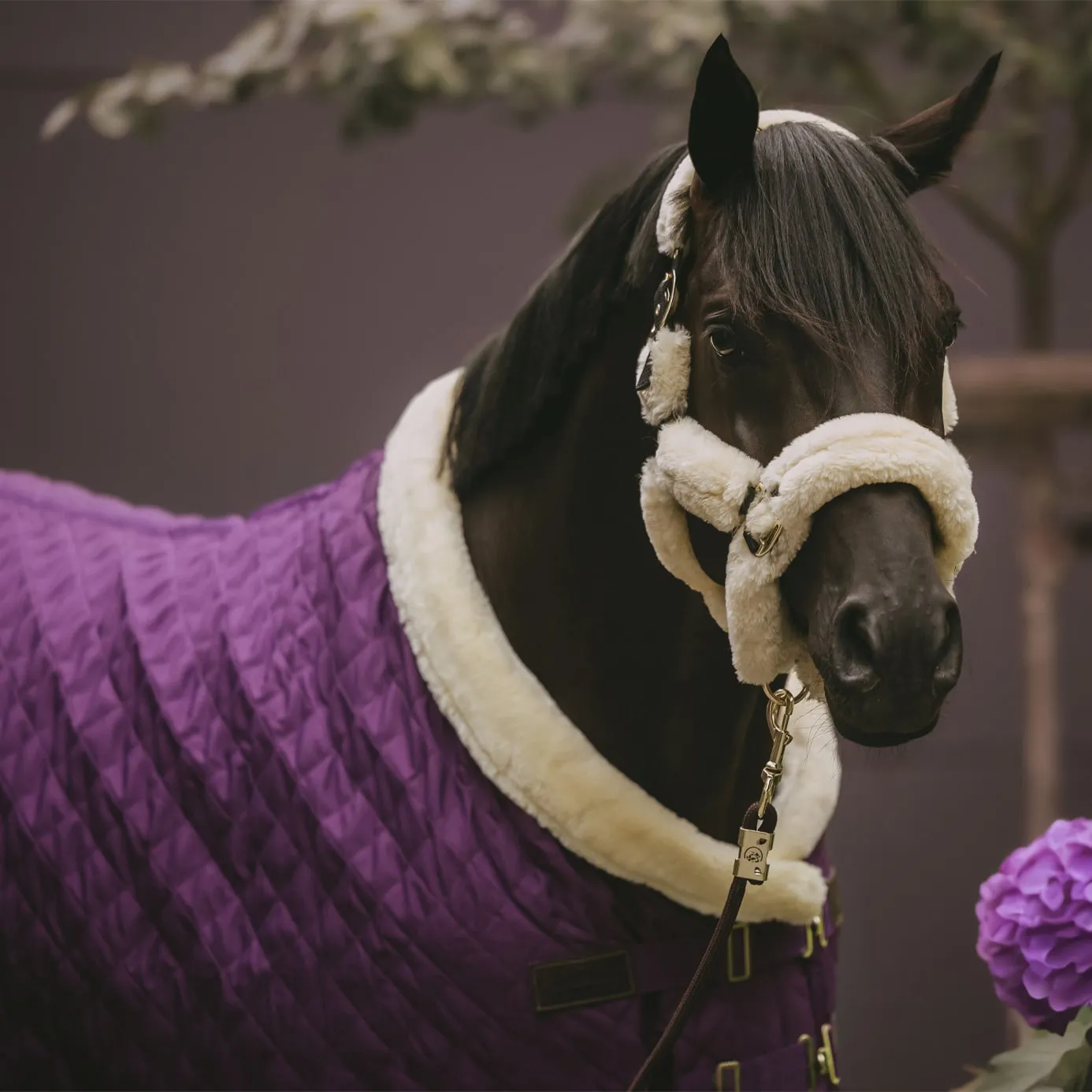 Kentucky Horsewear Show Rug - Purple