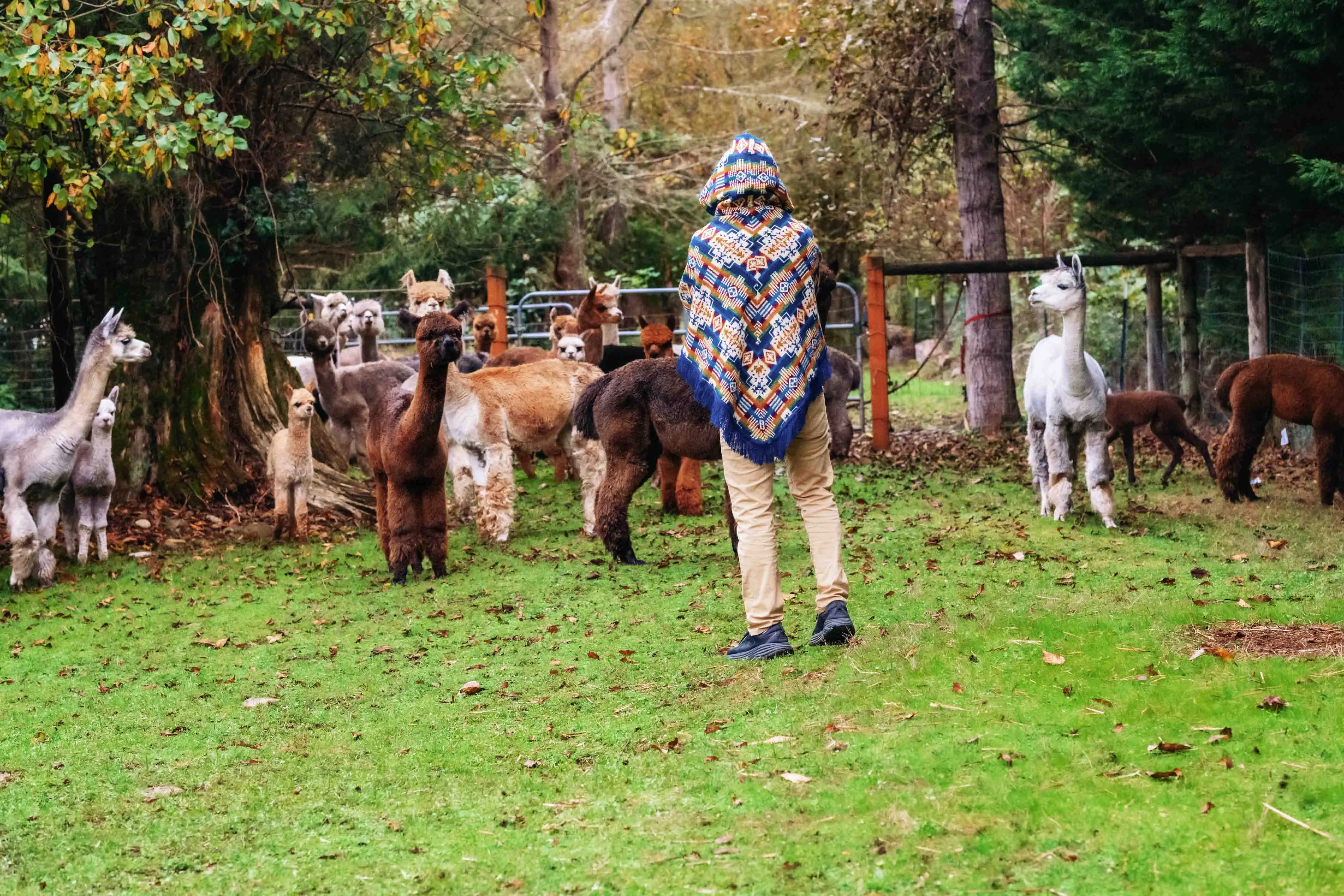 San Borja - Blue Rainbow - Alpaca Poncho with Native Pattern Triangular Design