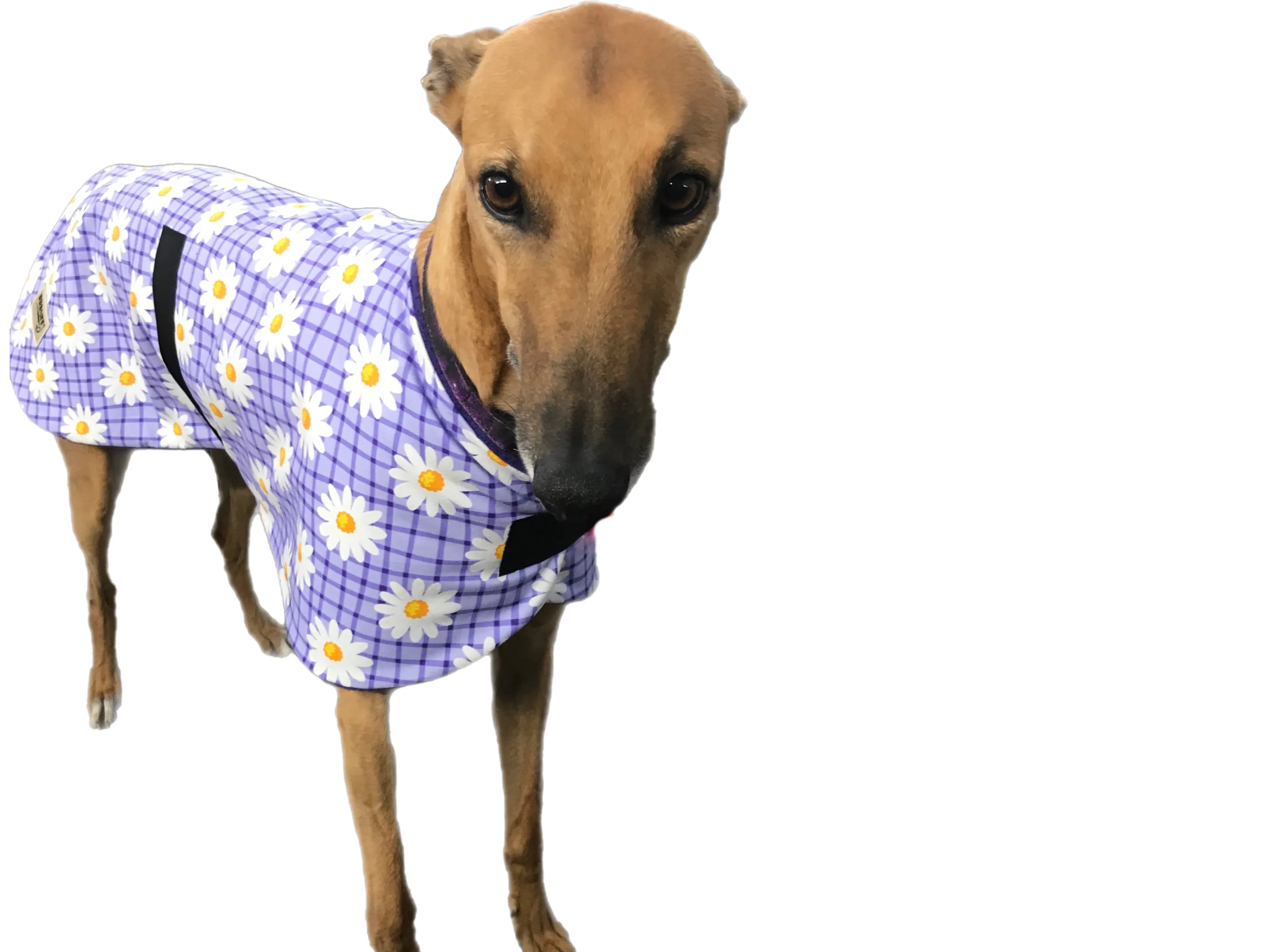 Spring range greyhound classic style Greyhound ‘purple daisy’ coat in cotton & lighweight fleece washable